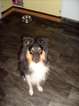 bild_zeppo